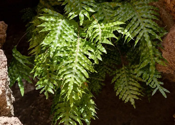 Fajanas De Galdar 컨트리하우스